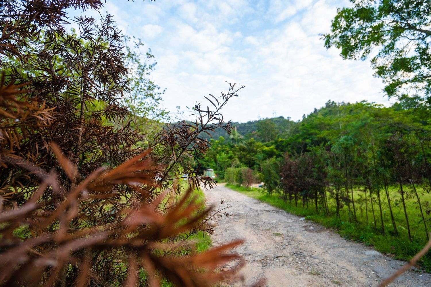 Forest Pathway Camping | Kam Tin Campsite·Pet-friendly Forest Pathway - Camping (Bring your own tent/ tent Rental) 17